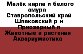 Малёк карпа и белого амура. - Ставропольский край, Шпаковский р-н, Приозерный п. Животные и растения » Аквариумистика   